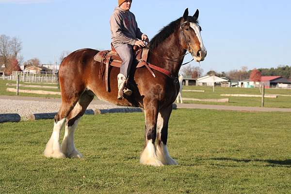 trail-clydesdale-horse