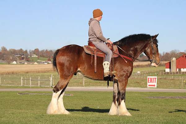 youth-clydesdale-horse