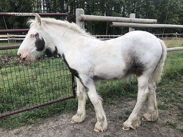 tobiano-lp-horse