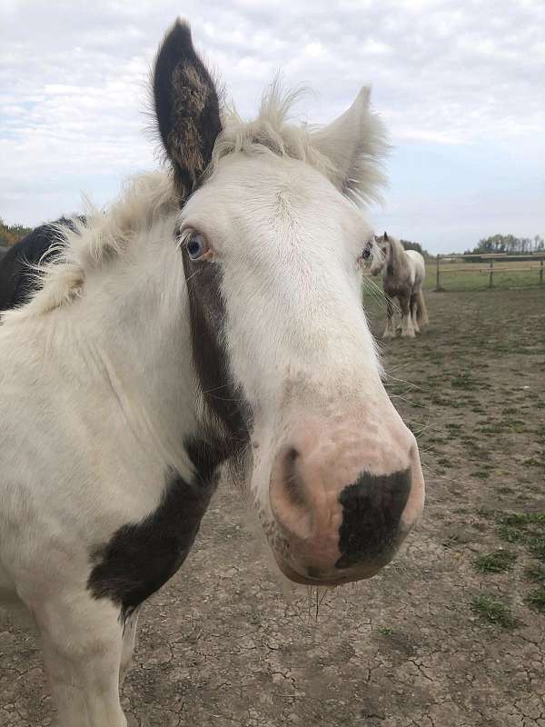 trims-gypsy-vanner-horse