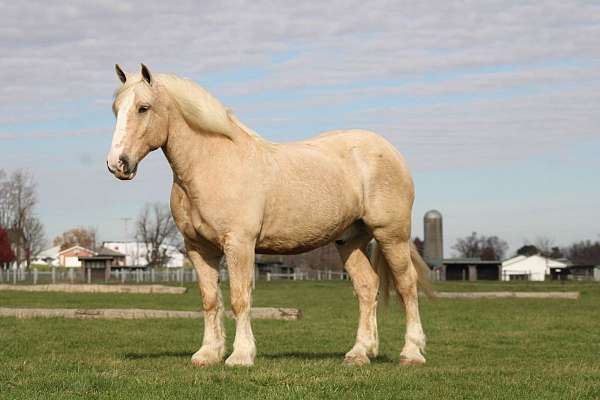 all-around-draft-horse