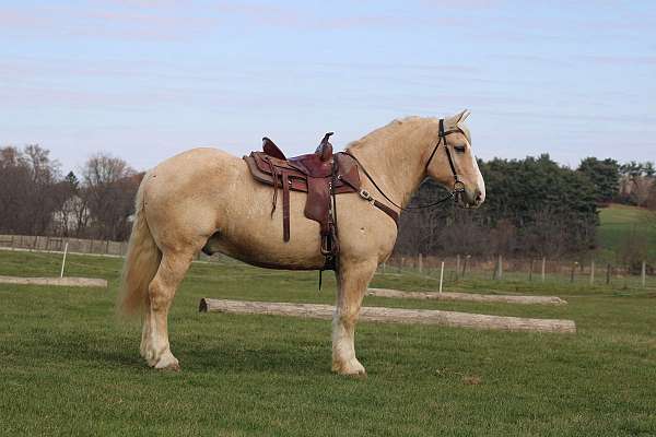 athletic-draft-horse
