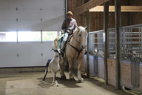 companion-draft-horse