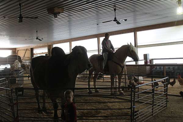 draft-horse
