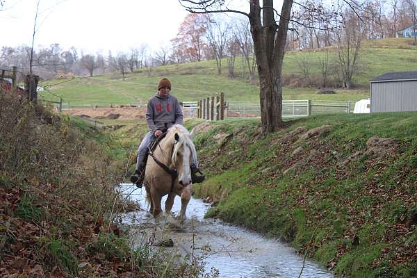 husband-safe-draft-horse