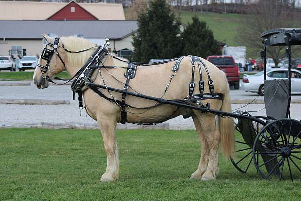 kid-safe-draft-horse