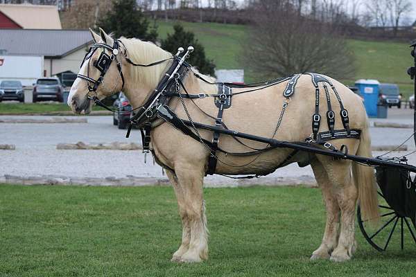 lesson-draft-horse