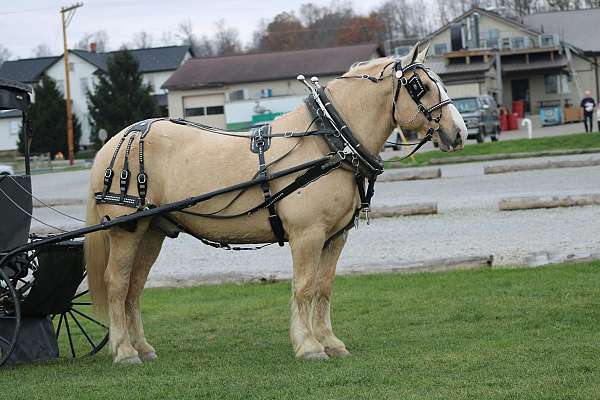 mounted-patrol-draft-horse