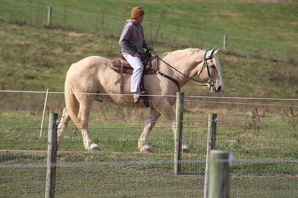 parade-draft-horse
