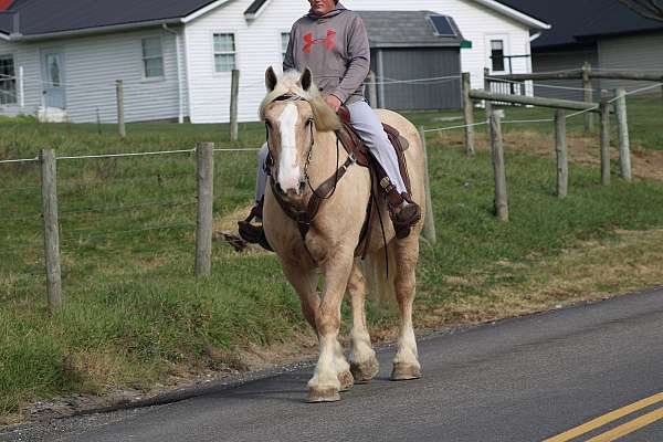 pleasure-driving-draft-horse