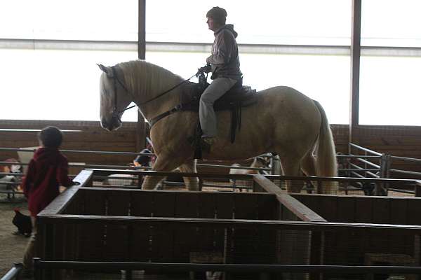 team-driving-draft-horse