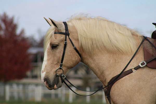 therapy-draft-horse