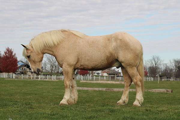 beginner-draft-horse