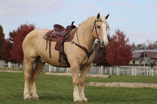 white-strip-mane-tail-horse