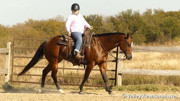 all-around-quarter-horse
