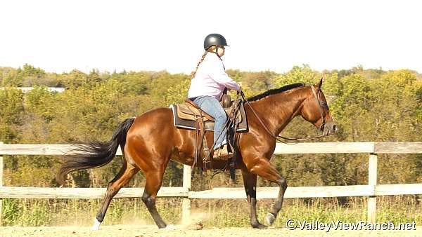 beginner-quarter-horse