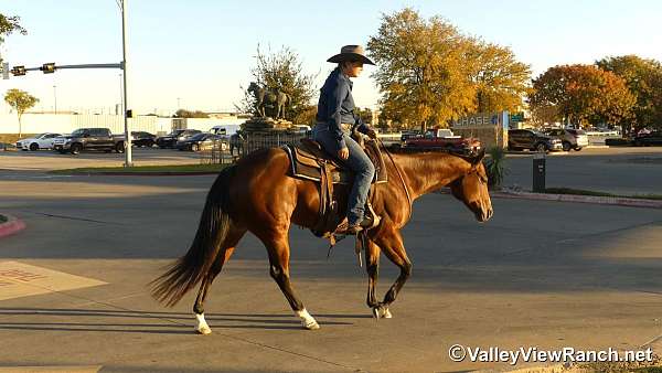 breeding-quarter-horse