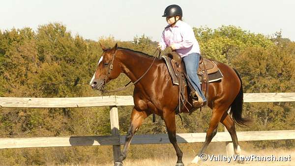 experienced-quarter-horse