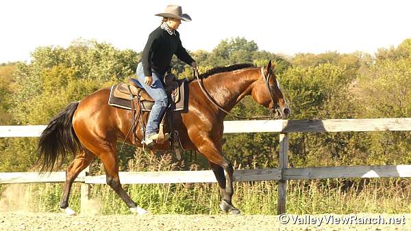 finished-quarter-horse