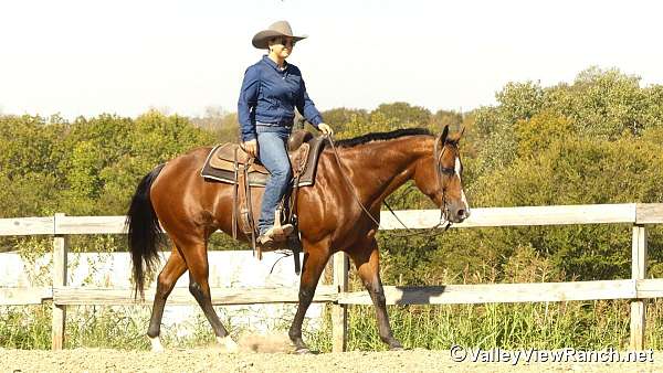 husband-safe-quarter-horse