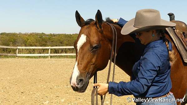 kid-safe-quarter-horse