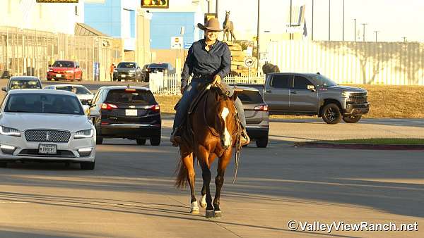 lesson-quarter-horse