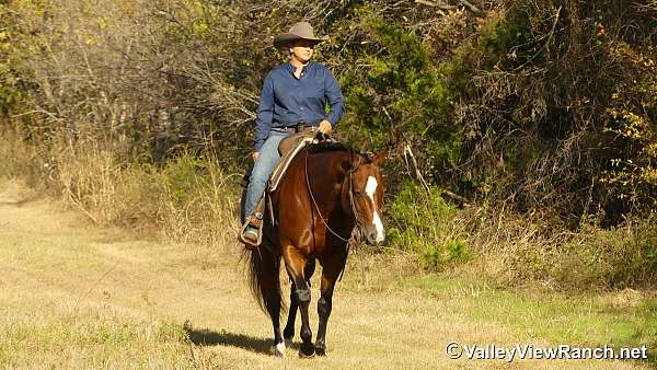 show-experience-quarter-horse
