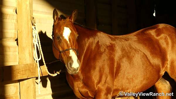 show-quarter-horse