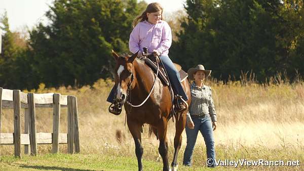 trail-quarter-horse