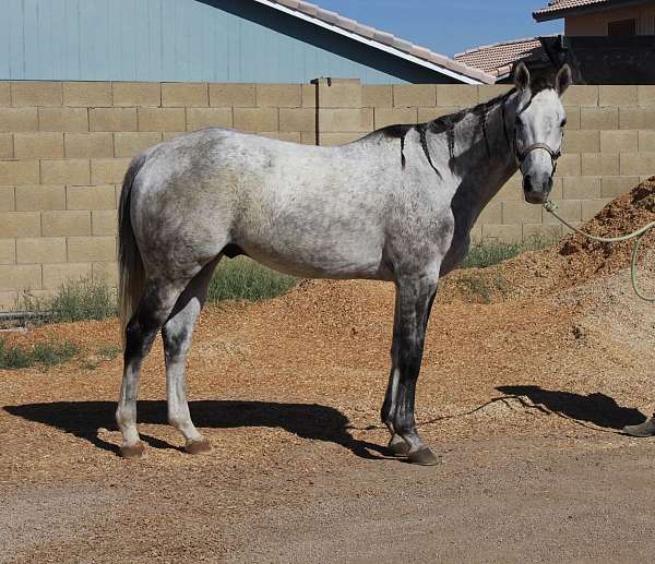 all-around-thoroughbred-horse