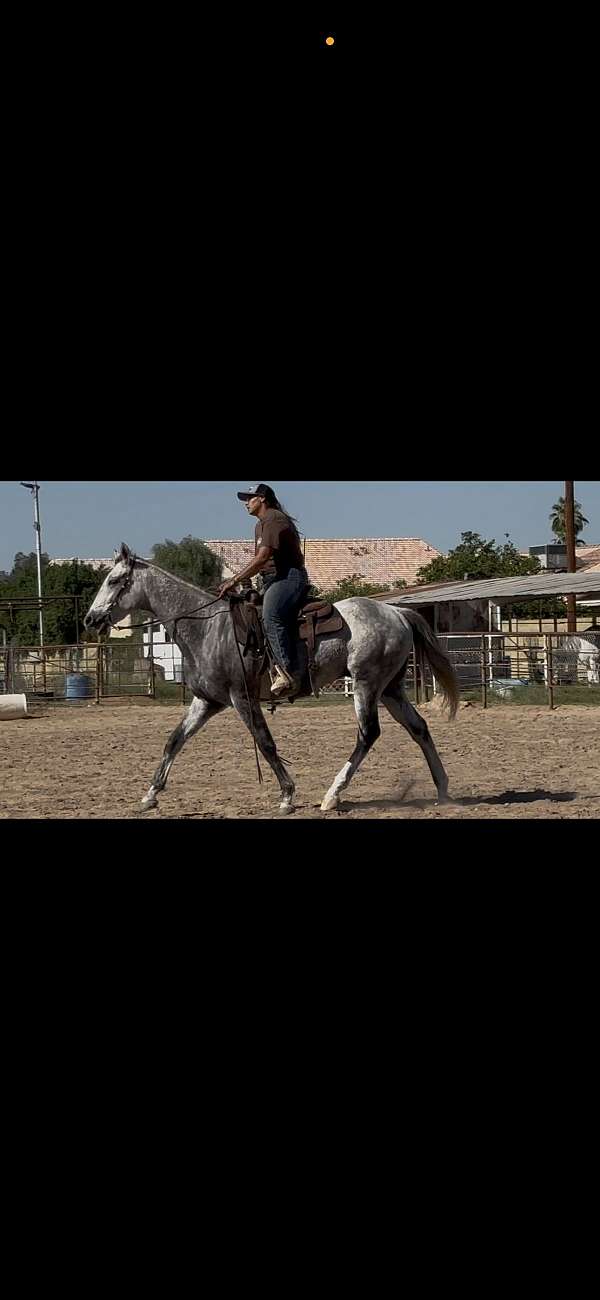 dappled-thoroughbred-horse