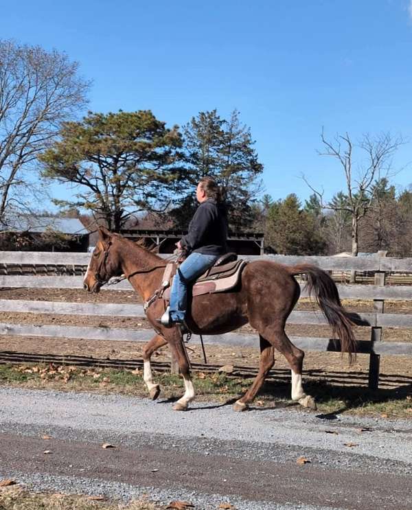 mare-kentucky-mountain-horse