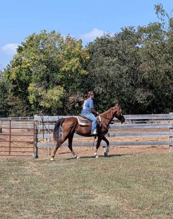 gaited-kentucky-mountain-horse