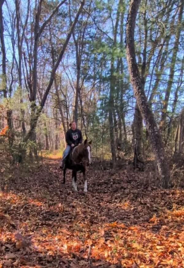 smooth-kentucky-mountain-horse