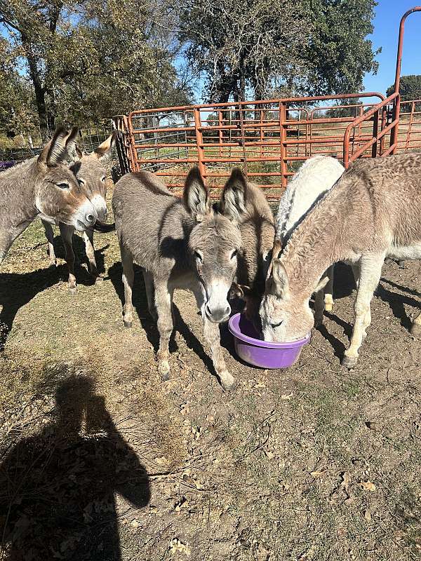 donkey-mare