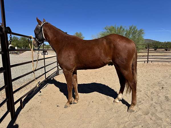all-around-missouri-fox-trotter-horse