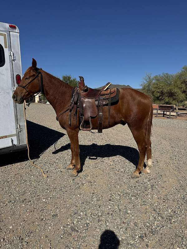 trail-missouri-fox-trotter-horse