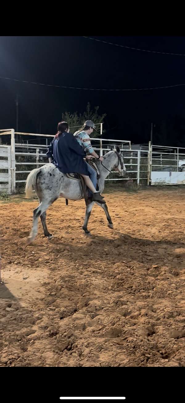 appaloosa-pony-for-sale