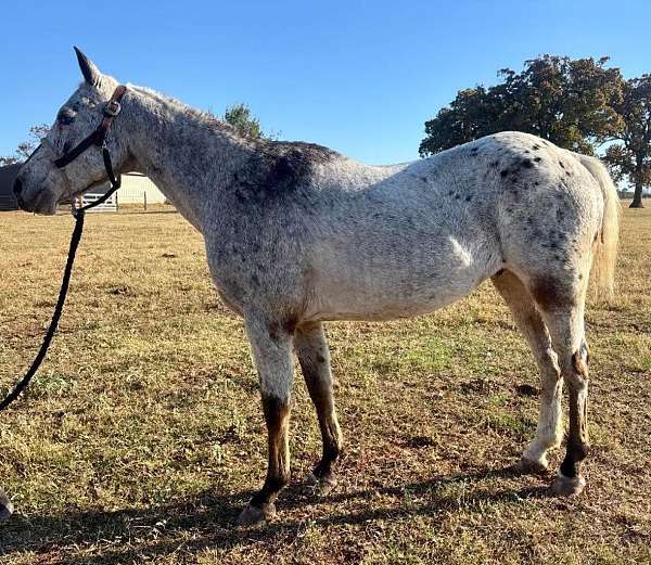 appaloosa-pony