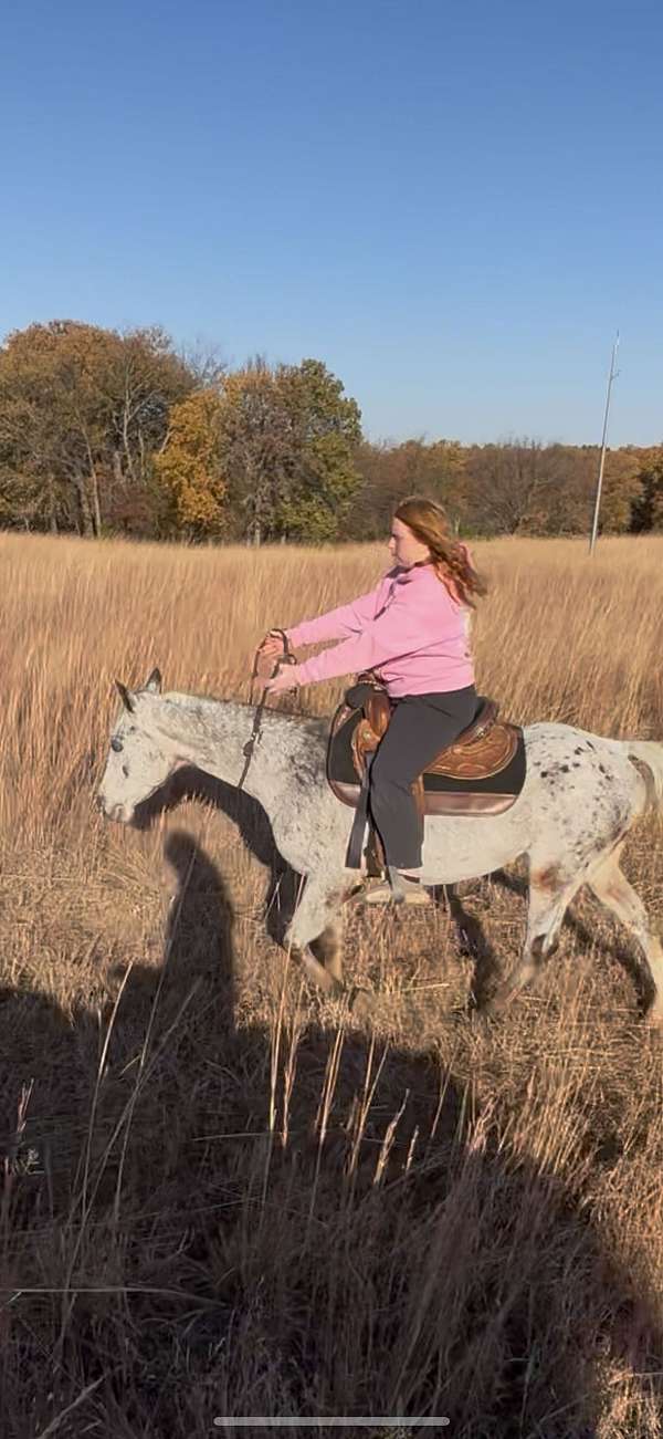 appaloosa-gelding