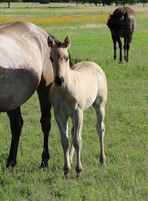 bueno-chexx-quarter-horse