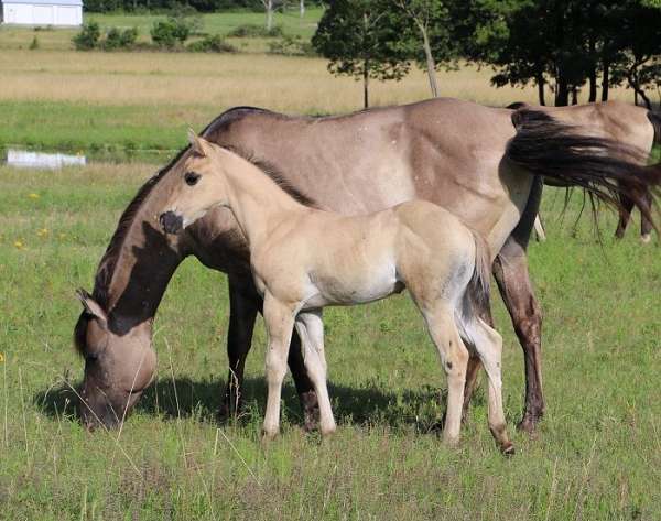 bueno-chexx-horse