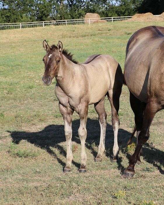 grulla-shoulder-barring-horse