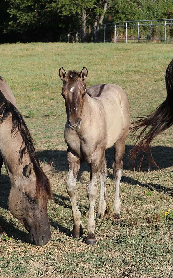 jaz-ranch-colt