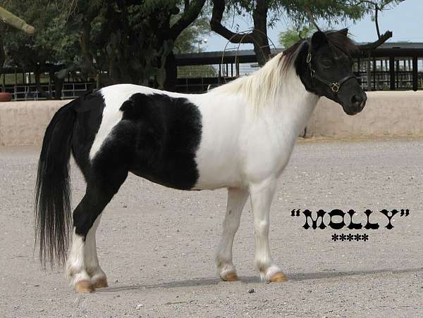 molly-miniature-horse