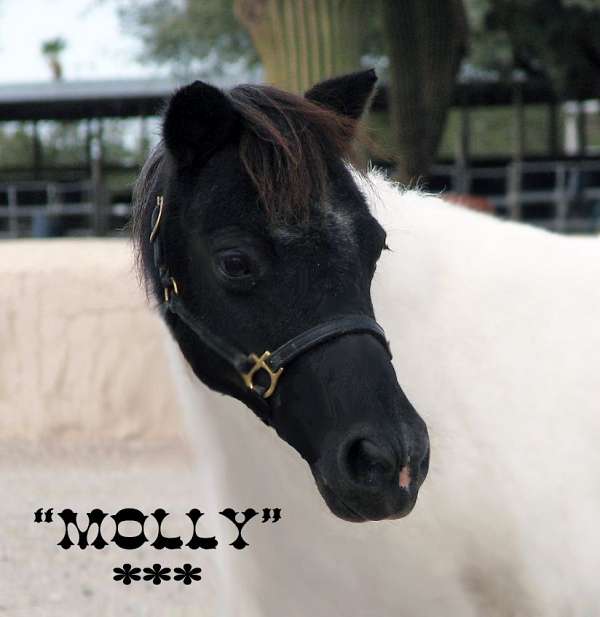 tobiano-paint-horse