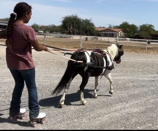 black-tobiano-paint-horse