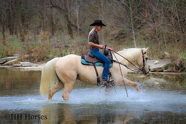 all-around-quarter-horse
