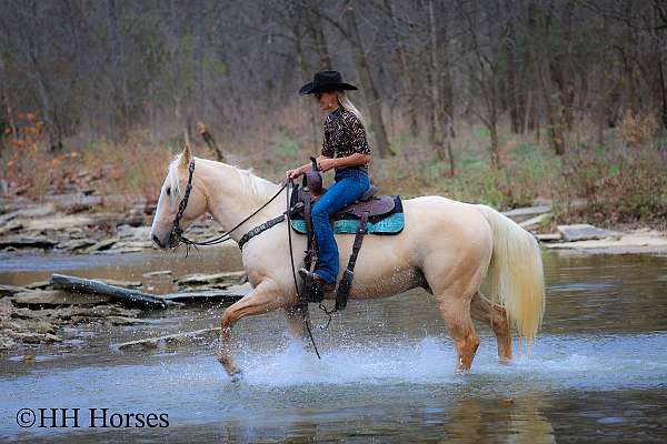 athletic-quarter-horse