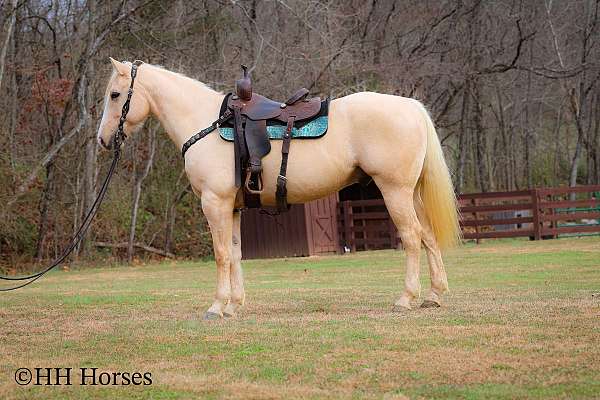 beginner-quarter-horse